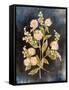 Fleeting Blooms II-Julia Purinton-Framed Stretched Canvas