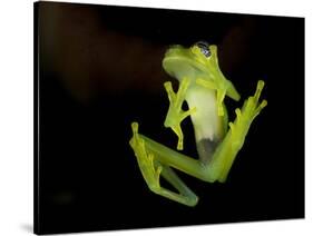 Fleischmann's Glass Frog (Hyalinobatrachium Fleischmanni), Costa Rica-Andres Morya Hinojosa-Stretched Canvas