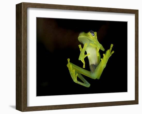 Fleischmann's Glass Frog (Hyalinobatrachium Fleischmanni), Costa Rica-Andres Morya Hinojosa-Framed Premium Photographic Print