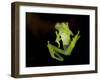 Fleischmann's Glass Frog (Hyalinobatrachium Fleischmanni), Costa Rica-Andres Morya Hinojosa-Framed Premium Photographic Print
