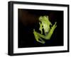 Fleischmann's Glass Frog (Hyalinobatrachium Fleischmanni), Costa Rica-Andres Morya Hinojosa-Framed Premium Photographic Print