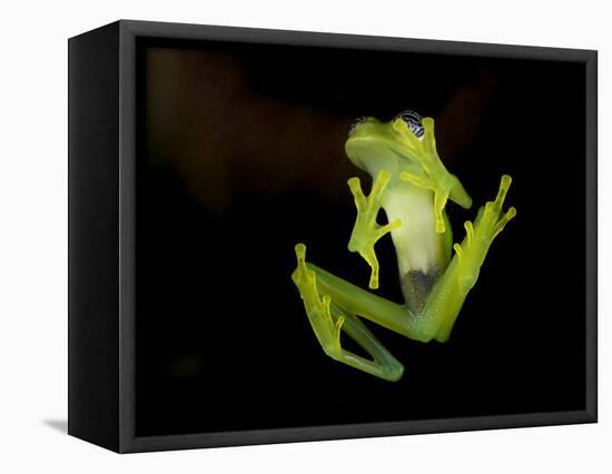 Fleischmann's Glass Frog (Hyalinobatrachium Fleischmanni), Costa Rica-Andres Morya Hinojosa-Framed Stretched Canvas