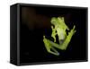 Fleischmann's Glass Frog (Hyalinobatrachium Fleischmanni), Costa Rica-Andres Morya Hinojosa-Framed Stretched Canvas