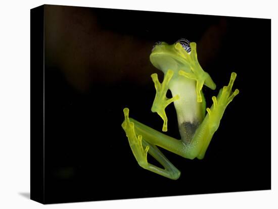 Fleischmann's Glass Frog (Hyalinobatrachium Fleischmanni), Costa Rica-Andres Morya Hinojosa-Stretched Canvas