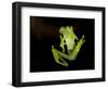 Fleischmann's Glass Frog (Hyalinobatrachium Fleischmanni), Costa Rica-Andres Morya Hinojosa-Framed Photographic Print