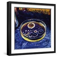 Fleming Noticed That a Fungus Had Killed Nearby Germs-null-Framed Giclee Print