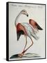 Flemish Flamingo (Phoenicopterus)-null-Framed Stretched Canvas