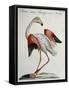 Flemish Flamingo (Phoenicopterus)-null-Framed Stretched Canvas