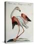 Flemish Flamingo (Phoenicopterus)-null-Stretched Canvas