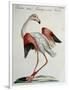 Flemish Flamingo (Phoenicopterus)-null-Framed Giclee Print