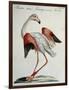 Flemish Flamingo (Phoenicopterus)-null-Framed Giclee Print