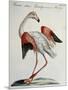 Flemish Flamingo (Phoenicopterus)-null-Mounted Giclee Print