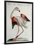 Flemish Flamingo (Phoenicopterus)-null-Framed Giclee Print