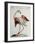 Flemish Flamingo (Phoenicopterus)-null-Framed Giclee Print