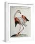 Flemish Flamingo (Phoenicopterus)-null-Framed Giclee Print