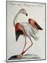 Flemish Flamingo (Phoenicopterus)-null-Mounted Giclee Print