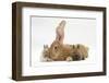 Flemish Giant Rabbit, and Baby Netherland Dwarf-Cross Rabbits-Mark Taylor-Framed Photographic Print