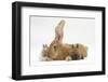 Flemish Giant Rabbit, and Baby Netherland Dwarf-Cross Rabbits-Mark Taylor-Framed Photographic Print