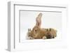 Flemish Giant Rabbit, and Baby Netherland Dwarf-Cross Rabbits-Mark Taylor-Framed Photographic Print