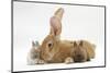 Flemish Giant Rabbit, and Baby Netherland Dwarf-Cross Rabbits-Mark Taylor-Mounted Photographic Print