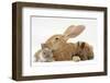 Flemish Giant Rabbit and Baby Netherland Dwarf-Cross Rabbits-Mark Taylor-Framed Photographic Print