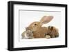 Flemish Giant Rabbit and Baby Netherland Dwarf-Cross Rabbits-Mark Taylor-Framed Photographic Print