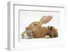 Flemish Giant Rabbit and Baby Netherland Dwarf-Cross Rabbits-Mark Taylor-Framed Photographic Print