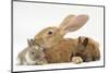 Flemish Giant Rabbit and Baby Netherland Dwarf-Cross Rabbits-Mark Taylor-Mounted Photographic Print