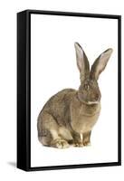 Flemish Giant Rabbit in Studio-null-Framed Stretched Canvas
