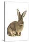 Flemish Giant Rabbit in Studio-null-Stretched Canvas