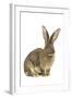 Flemish Giant Rabbit in Studio-null-Framed Photographic Print