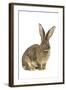 Flemish Giant Rabbit in Studio-null-Framed Photographic Print