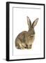 Flemish Giant Rabbit in Studio-null-Framed Photographic Print