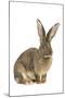 Flemish Giant Rabbit in Studio-null-Mounted Photographic Print