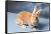 Flemish Giant rabbit (Oryctolagus cuniculus)-null-Framed Stretched Canvas