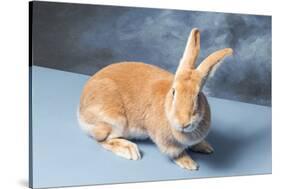 Flemish Giant rabbit (Oryctolagus cuniculus)-null-Stretched Canvas