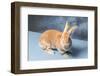 Flemish Giant rabbit (Oryctolagus cuniculus)-null-Framed Photographic Print
