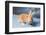 Flemish Giant rabbit (Oryctolagus cuniculus)-null-Framed Photographic Print