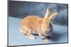 Flemish Giant rabbit (Oryctolagus cuniculus)-null-Mounted Photographic Print