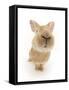 Flemish Giant Rabbit Sniffing the Camera-Mark Taylor-Framed Stretched Canvas
