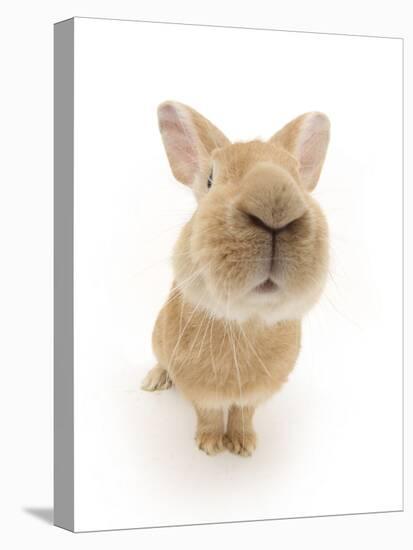 Flemish Giant Rabbit Sniffing the Camera-Mark Taylor-Stretched Canvas