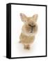 Flemish Giant Rabbit Sniffing the Camera-Mark Taylor-Framed Stretched Canvas