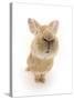 Flemish Giant Rabbit Sniffing the Camera-Mark Taylor-Stretched Canvas