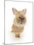 Flemish Giant Rabbit Sniffing the Camera-Mark Taylor-Mounted Photographic Print