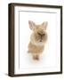 Flemish Giant Rabbit Sniffing the Camera-Mark Taylor-Framed Photographic Print