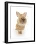 Flemish Giant Rabbit Sniffing the Camera-Mark Taylor-Framed Photographic Print