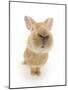 Flemish Giant Rabbit Sniffing the Camera-Mark Taylor-Mounted Photographic Print