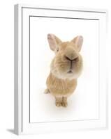 Flemish Giant Rabbit Sniffing the Camera-Mark Taylor-Framed Photographic Print