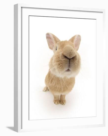 Flemish Giant Rabbit Sniffing the Camera-Mark Taylor-Framed Photographic Print