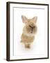 Flemish Giant Rabbit Sniffing the Camera-Mark Taylor-Framed Photographic Print